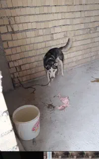 سگ هاسکی اصل