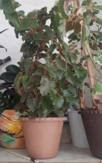 گل طبیعی آپارتمانی
