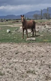 اسب عرب ایرانی