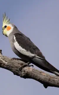 عروس هلندی فرار کرده