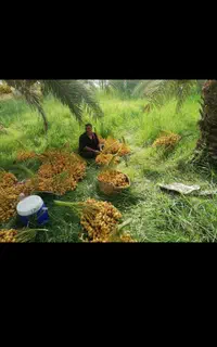 تولیدکننده انواع نخل مجول برحی وپیارم وانواع چمن