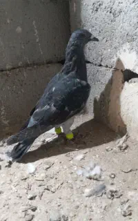 کبوترگرفتنی