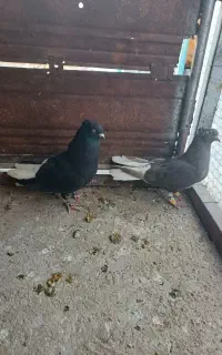 کفتر زاغ دم سفید