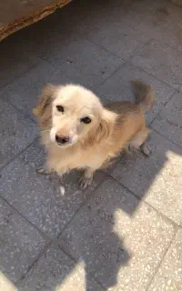 سگ خانگی