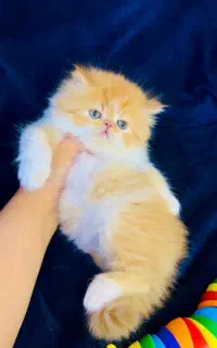 گربه از دل انیمیشن