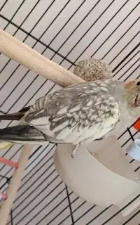 اسباب بازی