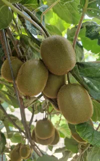 کیوی تازه برای امسال