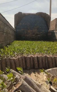 نهال پسته پایه بادامی