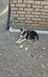 سگ دو ماهه