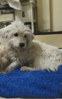 فروش شیتزو تریر میکرو ماده