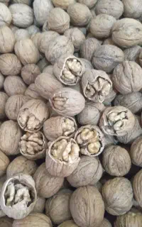 گردوی آمریکای  وچینی