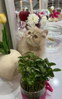 گربه با نژاد