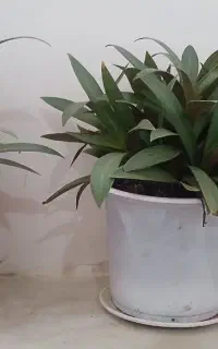 گل زیپلین یا موسی درگهواره