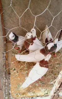 کبوترطوقی