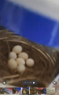 فنچ نرگسی سیلور