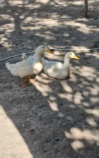 اوردک