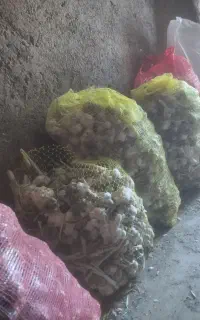 سیر خشک محلی درشت درجه یک