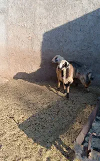 کوهه ترکی ، قوچ