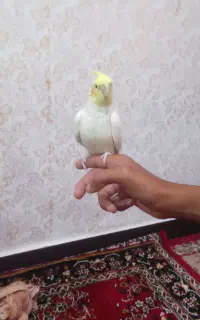 عروس هلندی
