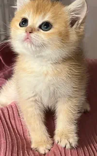 گربه اسکاتیش وبرتیش