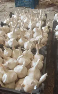 سیر بذری اصل همدان