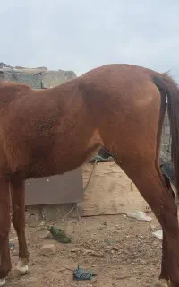 کره مادیان دره شوری