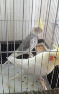 عروس هلندی