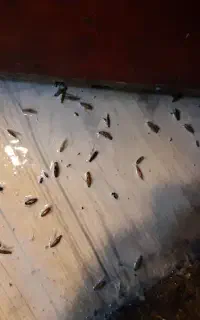 سمپاشی ساس سوسک وطعمه گذاری وسم پاشی