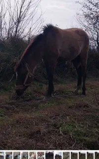 باسلام کره اسب دوساله