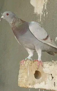 کبوتر پلاکی