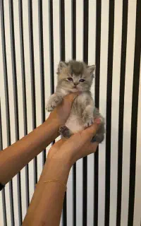 اسکاتیش و بریتیش های زیبا و اصیل