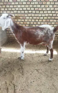 یک عدد بز چاق چله خشک