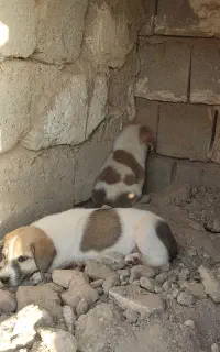توله سرابی