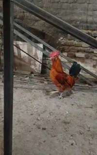خروس گلین سالم سرحال