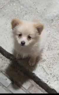 توله سگ پامر اصلی