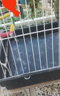 مرغ عشق