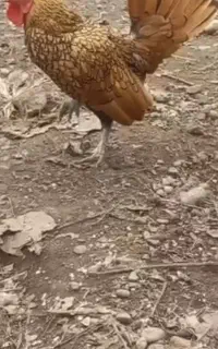 فروش جوجه سبرایت یک هفته ای
