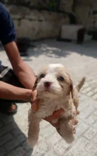 پامر خرسی با شیتزو