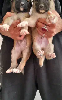 توله سگ سرابی اصیل