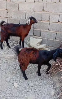 چنتا کهر چاق