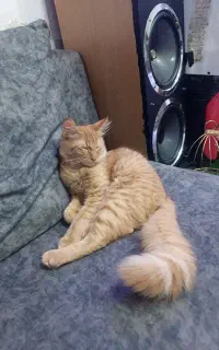 نارنج پسره چهار ماهه