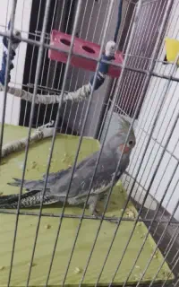 عروس هلندی