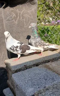 کفتر