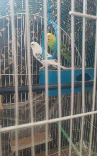 مرغ عشق