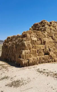 یونجه