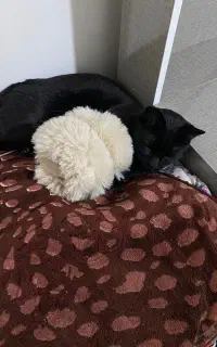 واگذاری گربه