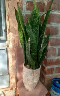 گل سانسوریا بزرگ با گلدان