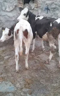 گوساله سیمنتال دوعدد ۴۰۰گیلو