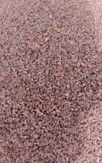کشمش آفتابی