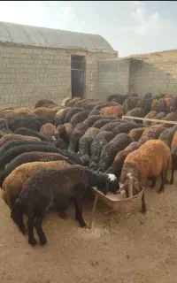 دامـ گوسفند زنده به کلیه نقاط تهران با سلاخ